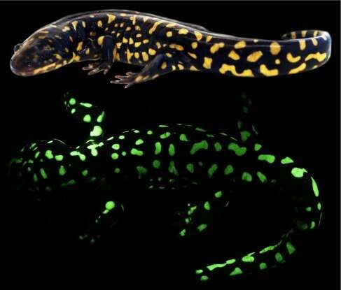 Image of Eastern Tiger Salamander