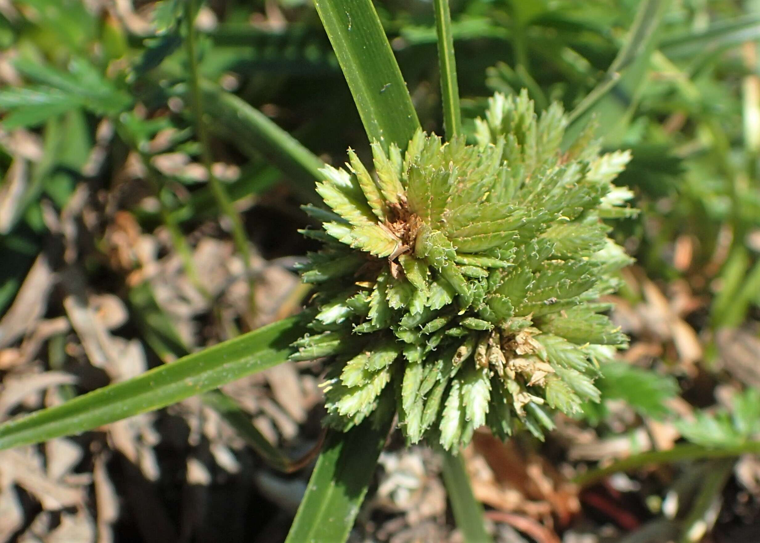 Слика од Cyperus eragrostis Lam.