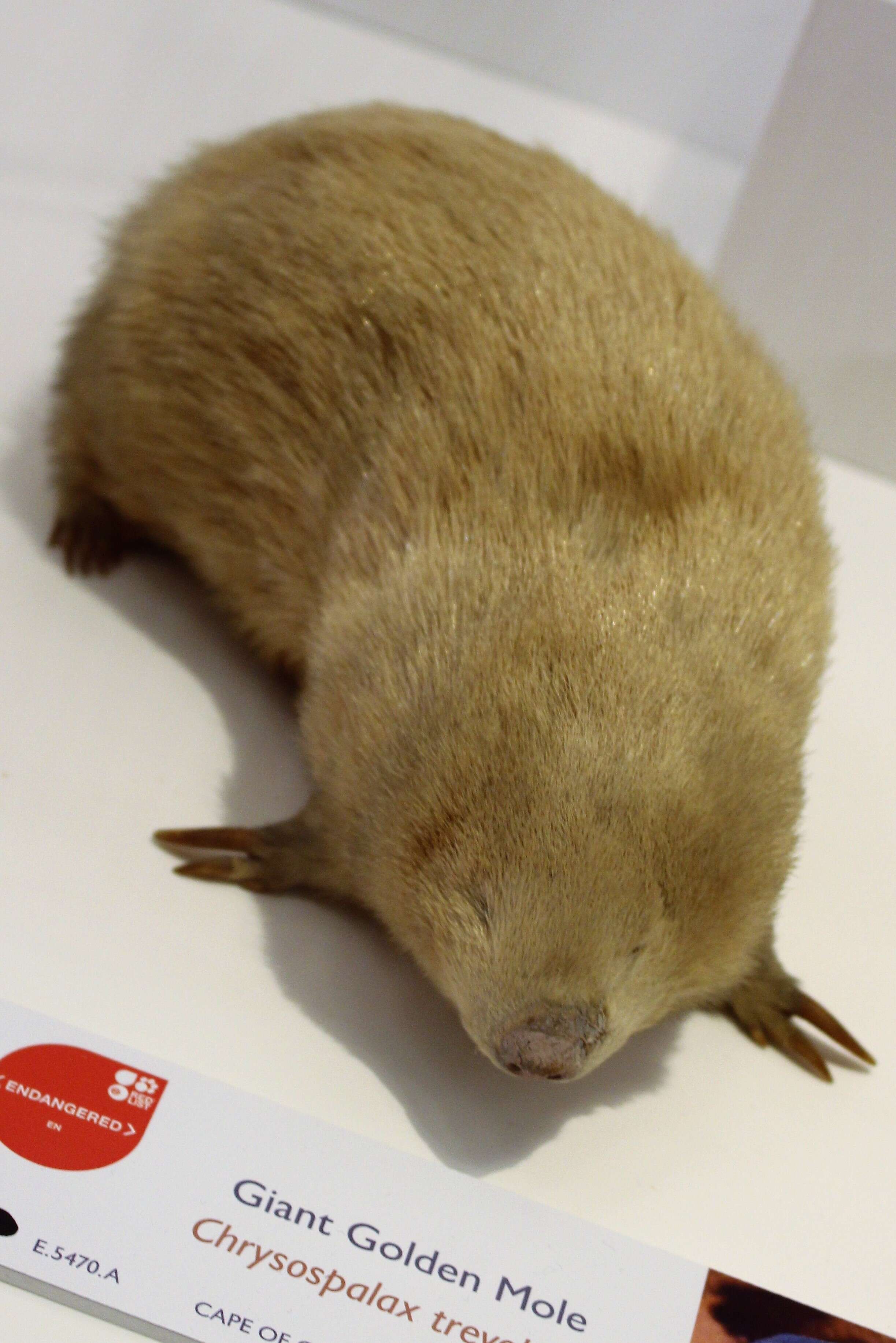 Image of giant golden mole