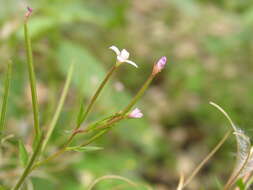 Image of american willowherb