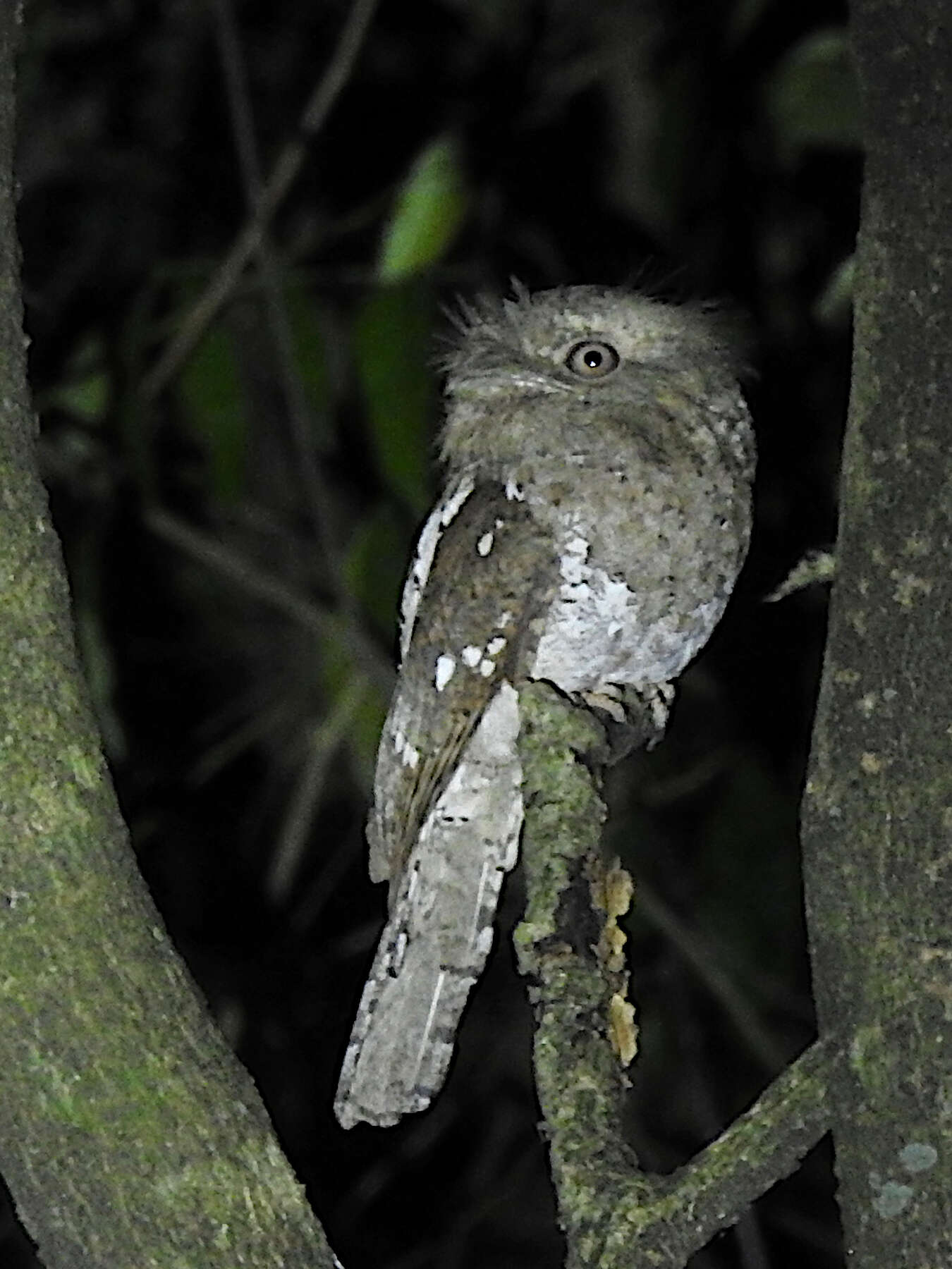 Image of Ceylon Frogmouth