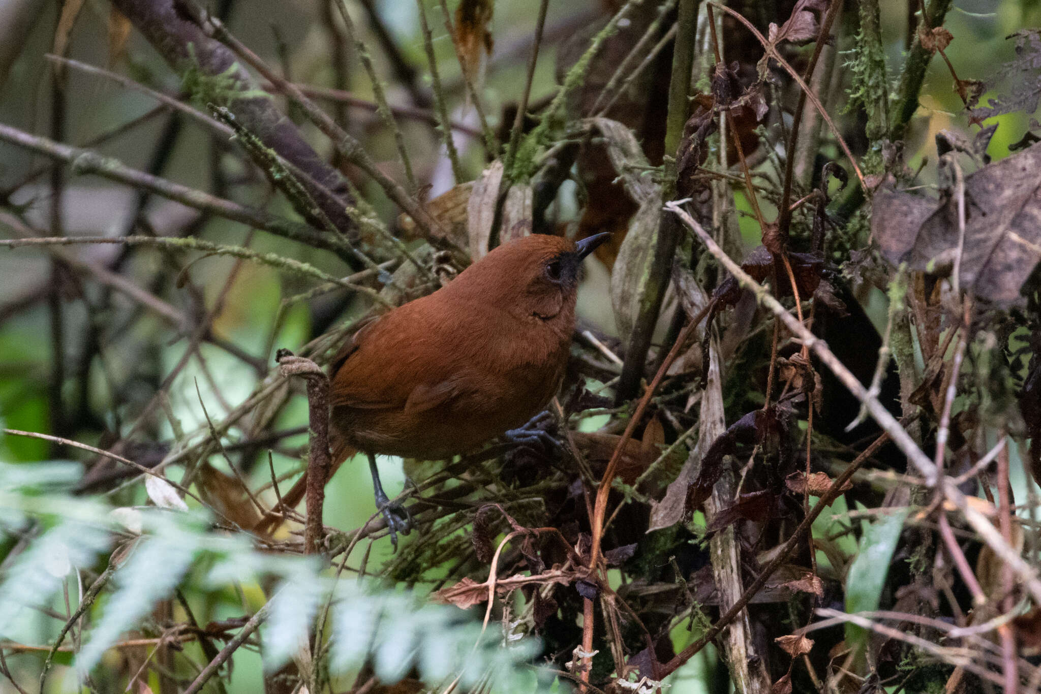 Image of Rufous Spinetail