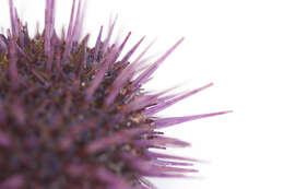 Image of sea urchins