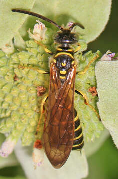 Image of Myzinum quinquecinctum (Fabricius 1775)