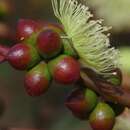 Image of Eucalyptus terebra L. A. S. Johnson & K. D. Hill