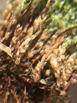 Image of silvergreen bryum moss