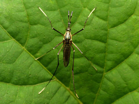 Image of Elephant Mosquito