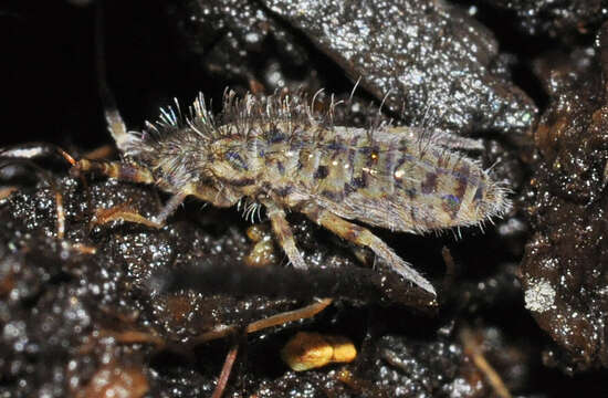 Image of Orchesella villosa (von Linné & C 1767)