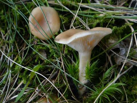 Image of funnel clitocybe