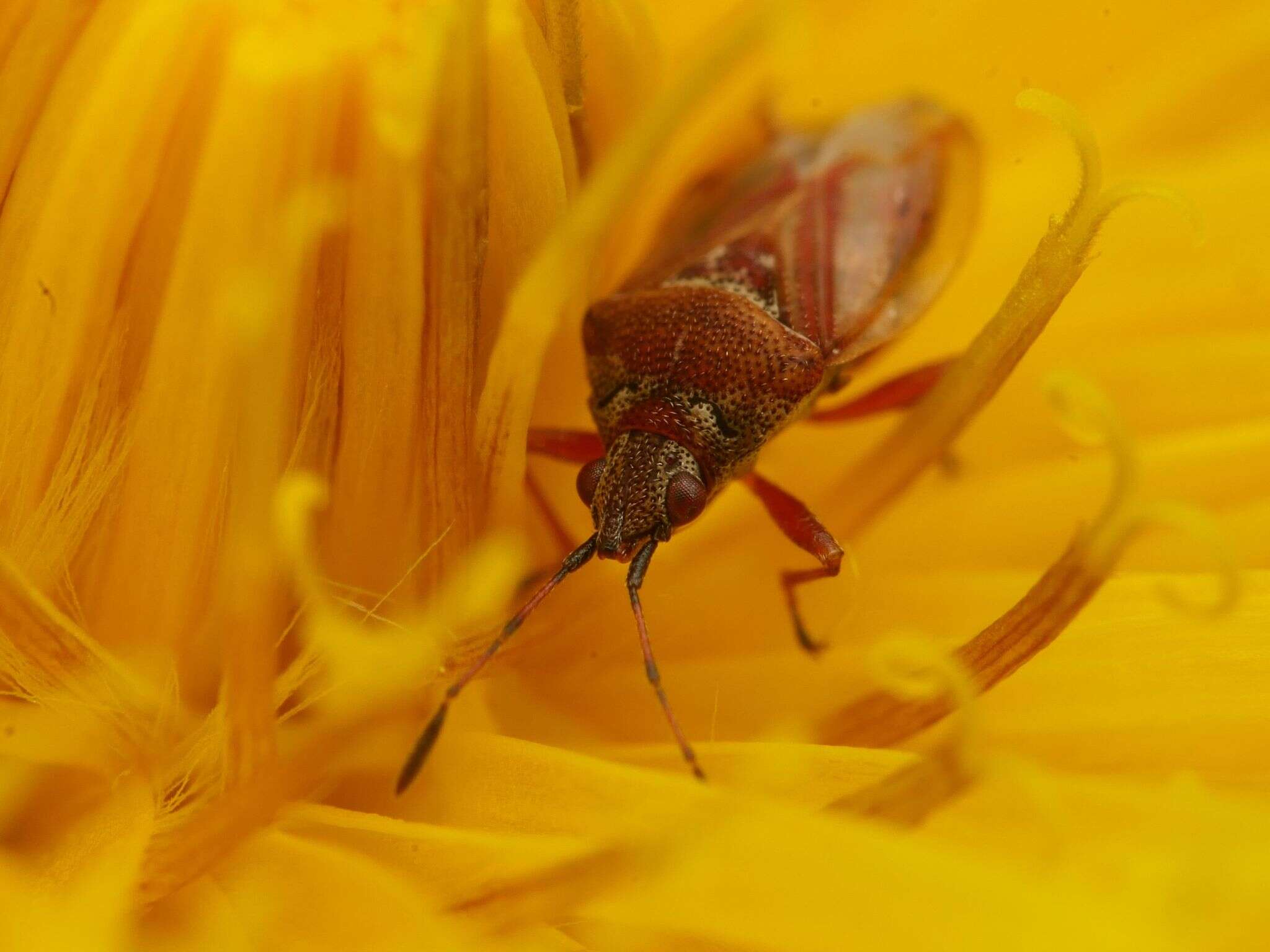 Image of Birch Catkin Bug