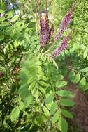 Imagem de Amorpha fruticosa L.