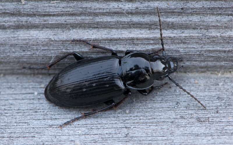 Image of Pterostichus (Bothriopterus) adstrictus Eschscholtz 1823