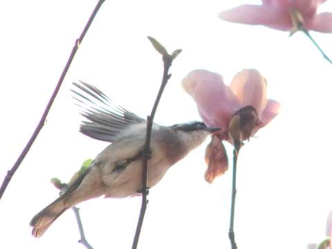 Image of Light-vented Bulbul