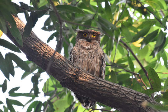 Image of Brown Fish Owl