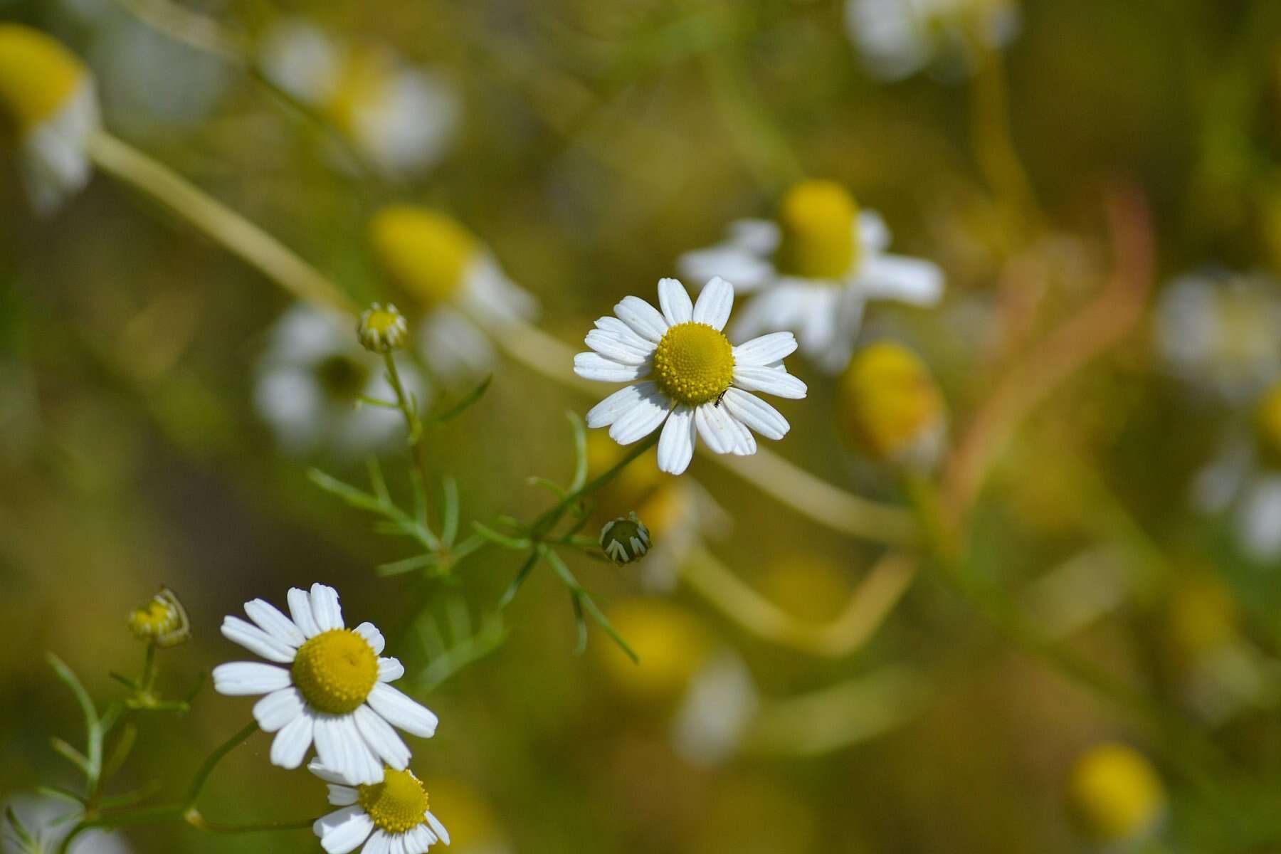 صورة بابونج ألماني