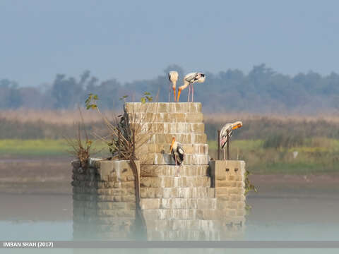 Image of Painted Stork