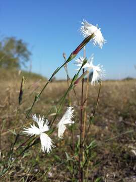 Image of Dianthus serotinus Waldst. & Kit.