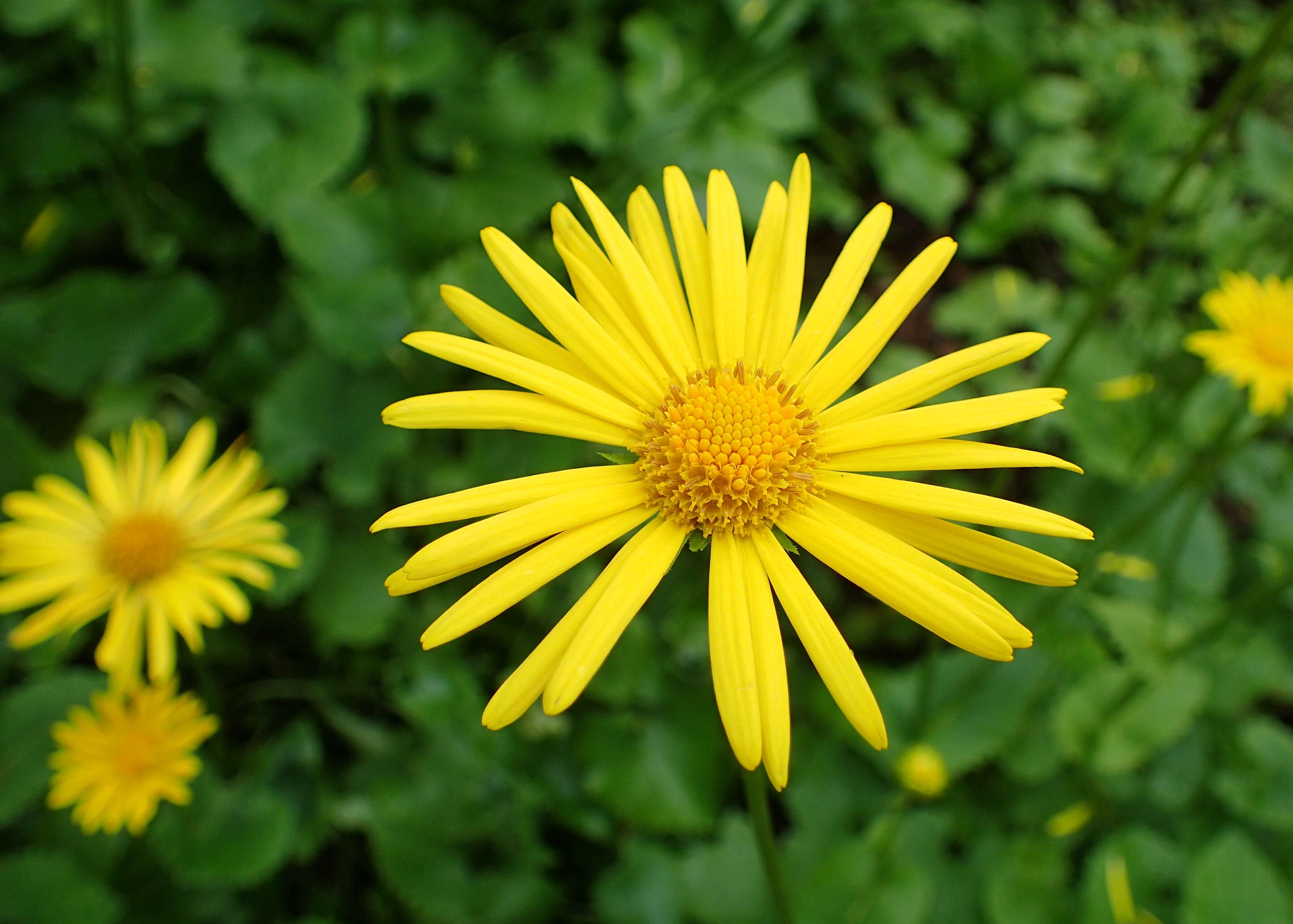 Imagem de Doronicum orientale Hoffm.