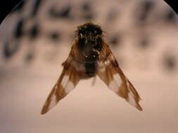 Image of Eupatorium gall midge