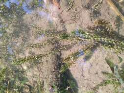 Image of western waterweed