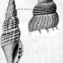 Image of Cacodaphnella delgada Pilsbry & H. N. Lowe 1932