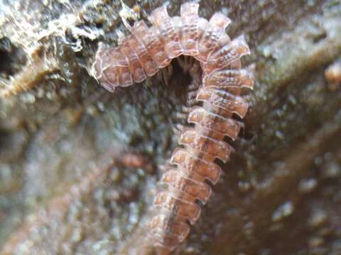 Image of Flat-backed millipede