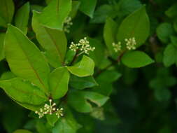 Image of Zanthoxylum ovalifolium Wight