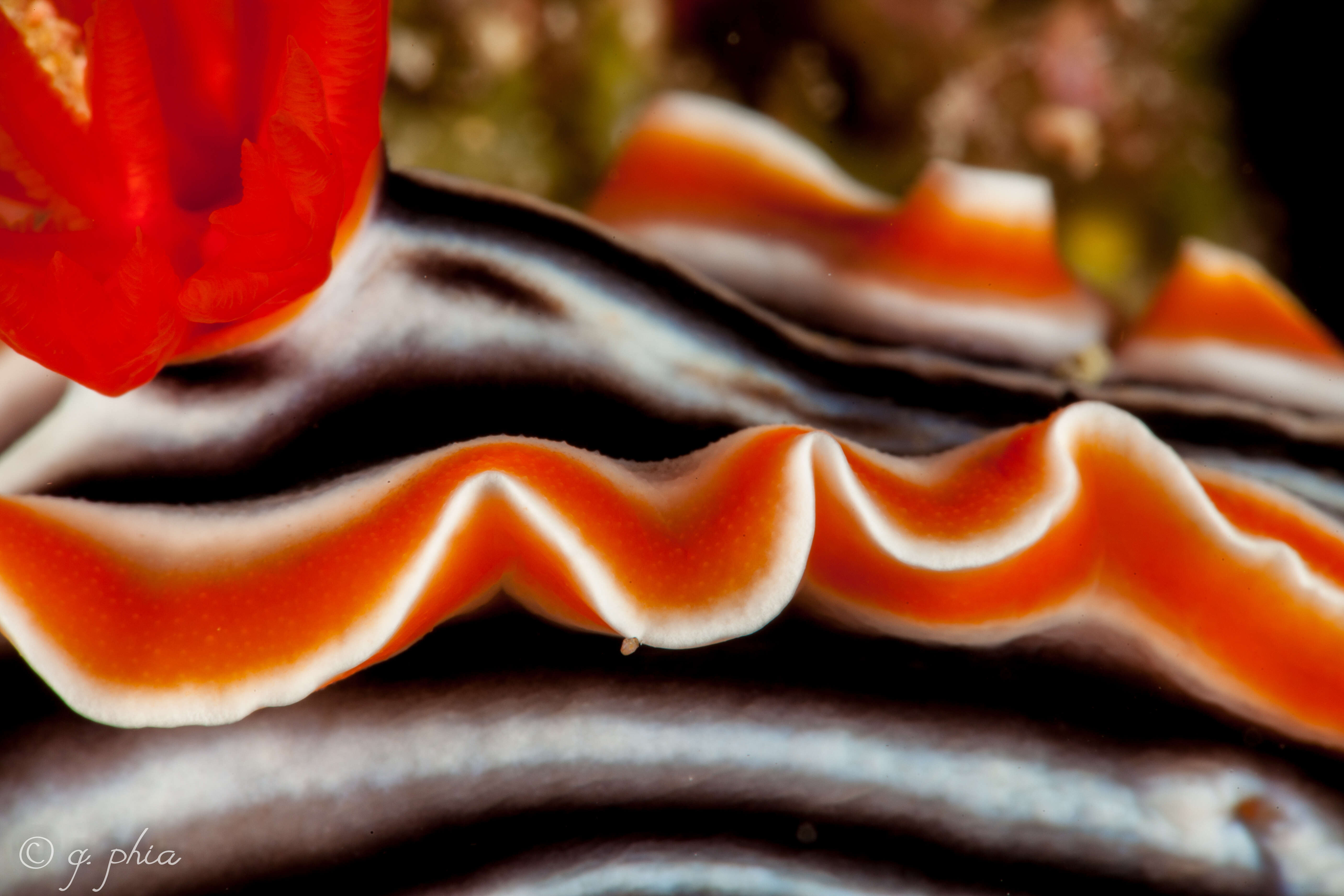 Image de Chromodoris magnifica (Quoy & Gaimard 1832)