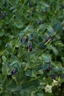 Cerinthe major L. resmi