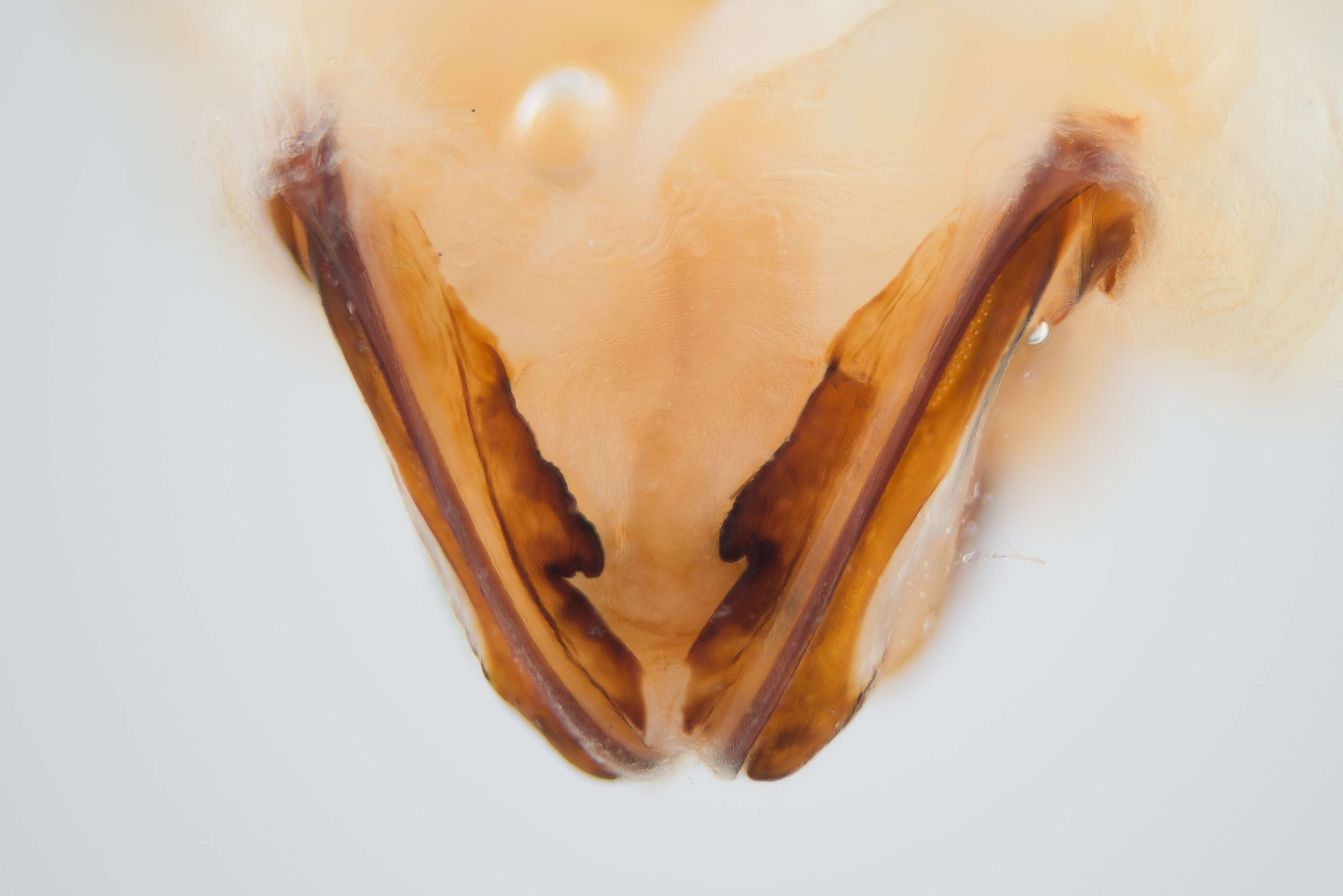 Image of White-tailed bumblebee