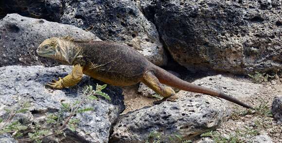 Image of Galapagos Land Iguana