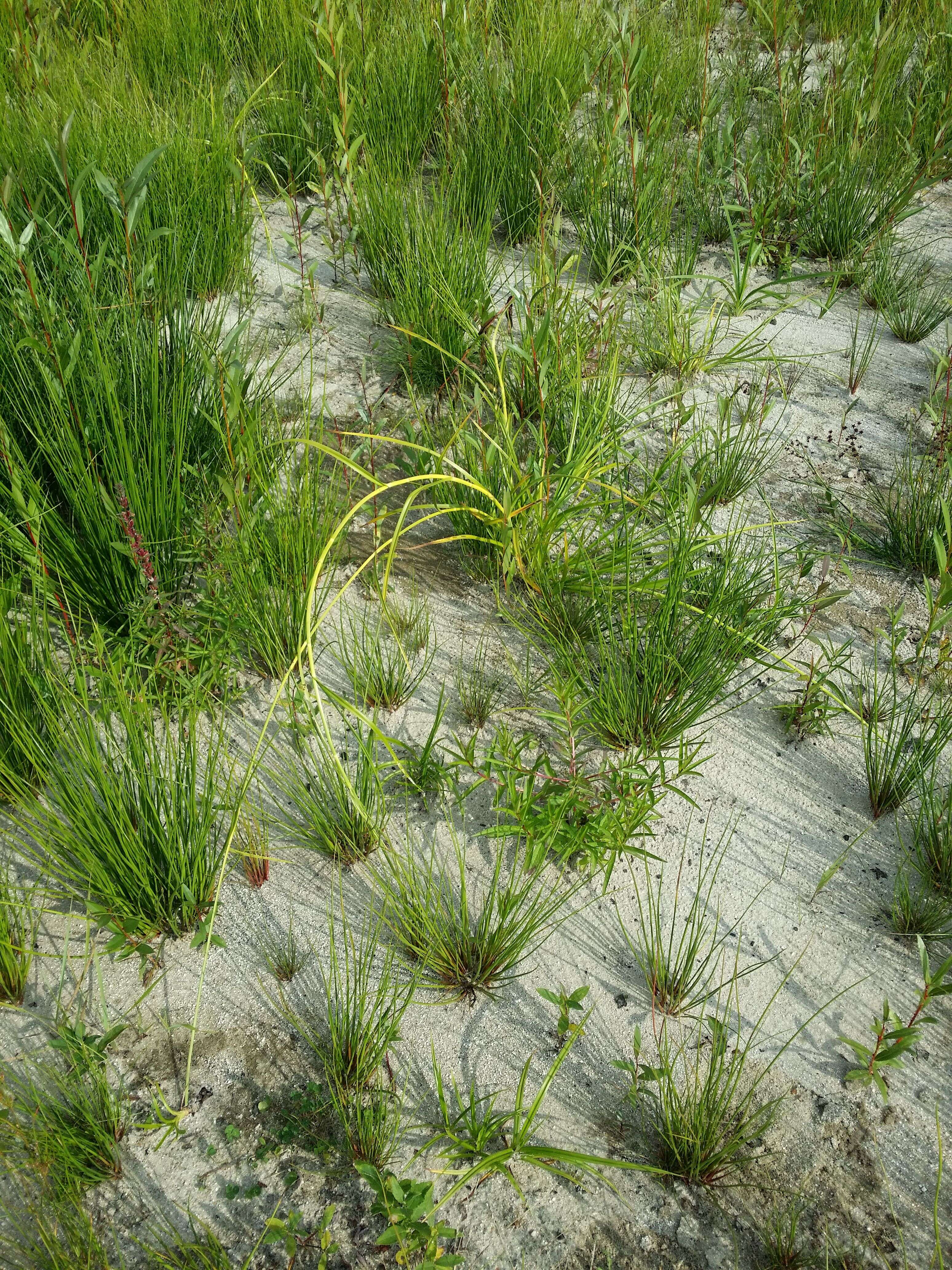 Image of Scirpus radicans Schkuhr