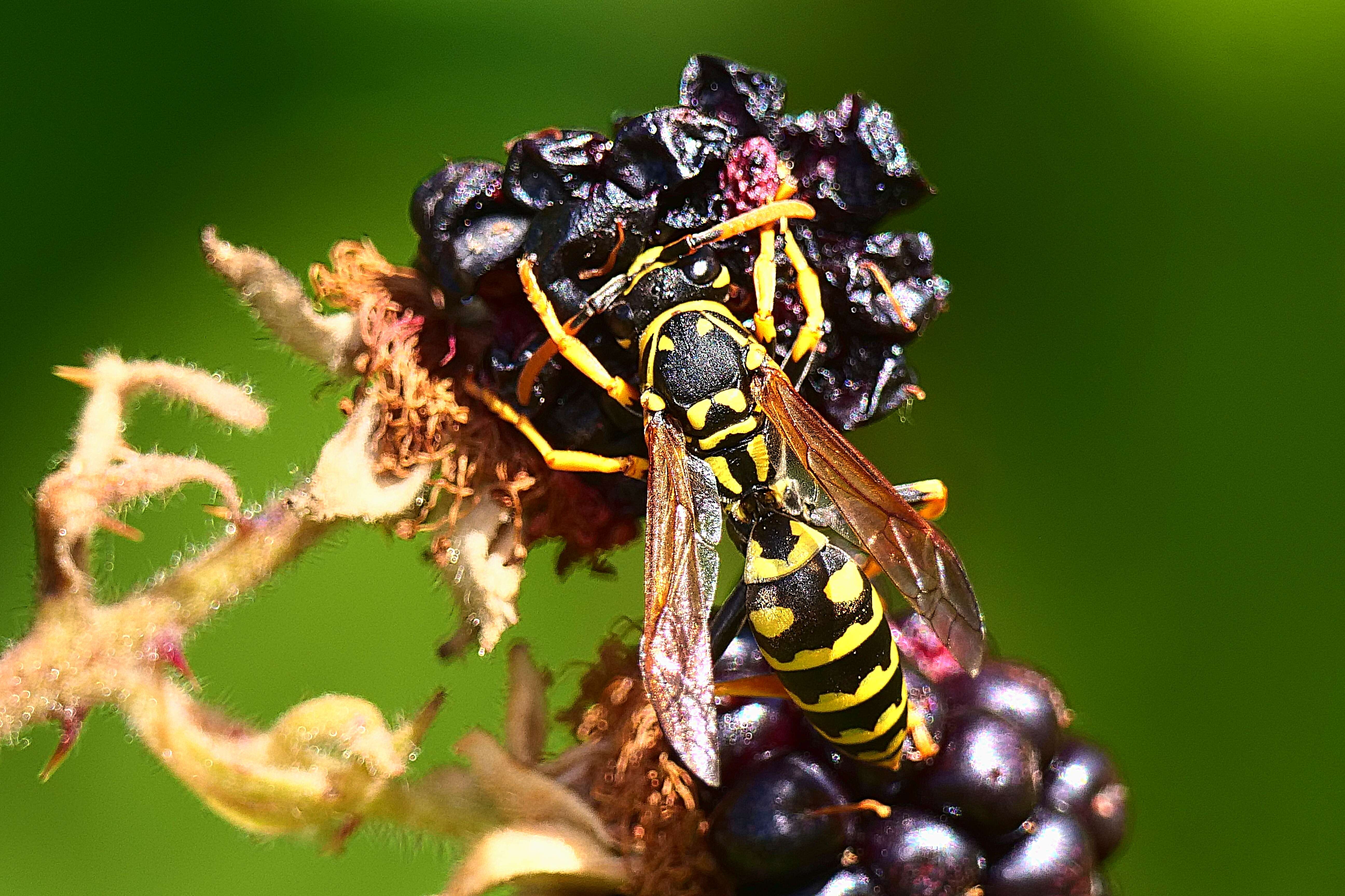 Image of Dolichovespula adulterina (Buysson 1905)