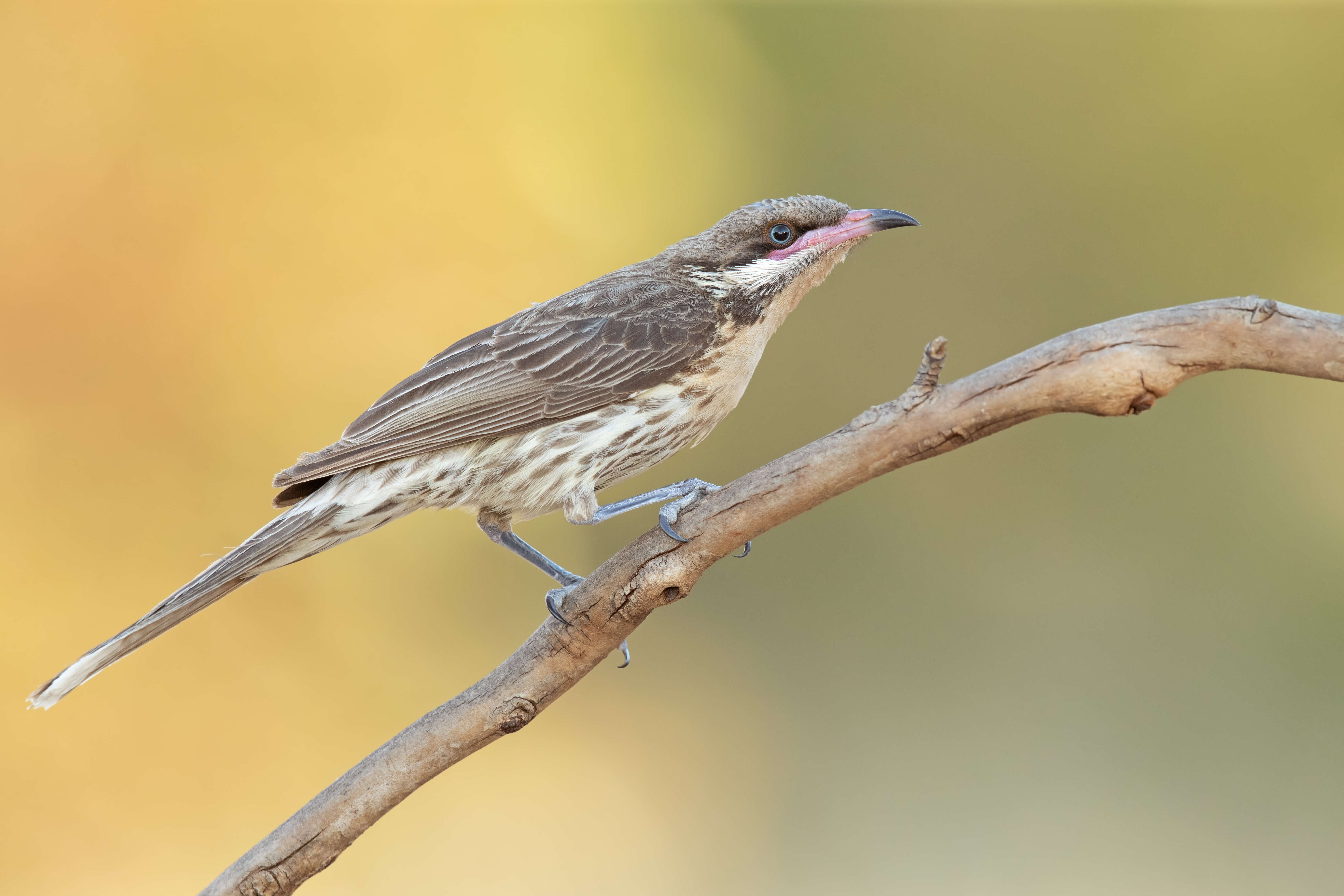 Image of Acanthagenys Gould 1838