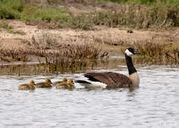 Image of Hawaiian goose