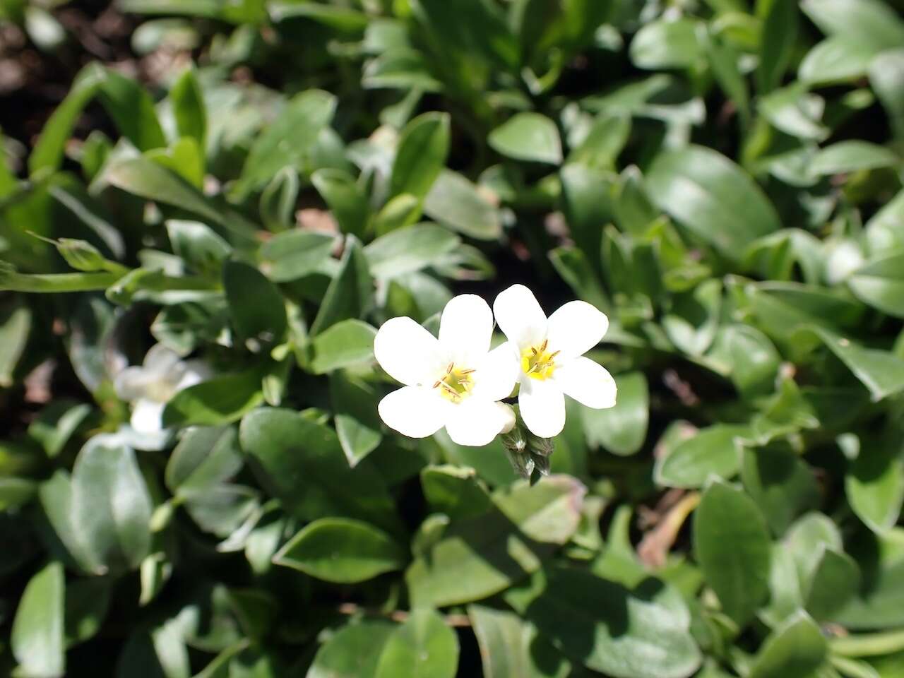 Image de Myosotis eximia Petrie