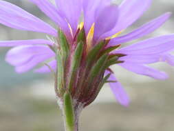 Image of tundra aster