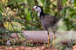 Image of White-breasted Waterhen