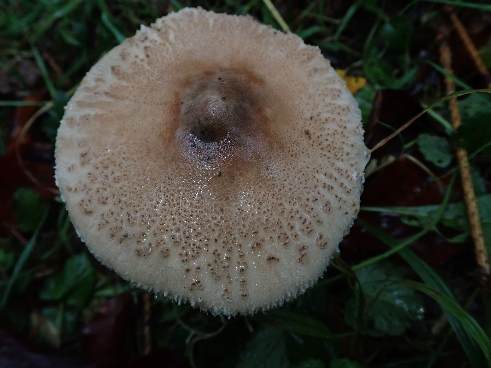 Macrolepiota mastoidea (Fr.) Singer 1951 resmi