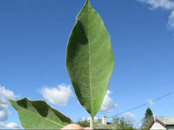 Image of earleaf nightshade