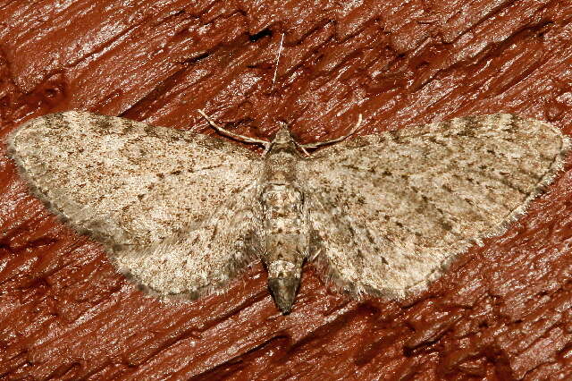 Слика од Eupithecia lachrymosa Hulst 1900