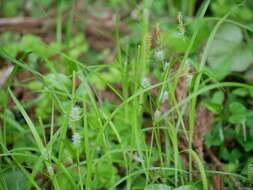 Image of Carex japonica Thunb.