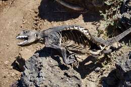 Image of Galapagos Land Iguana