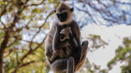 Image de Semnopithecus priam Blyth 1844