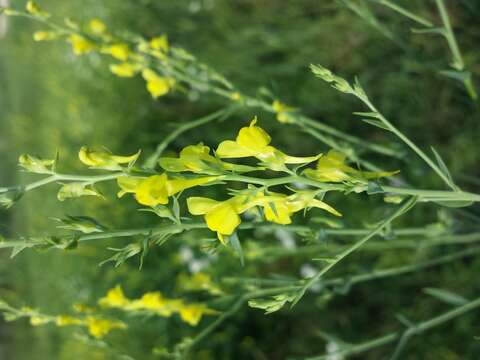 Imagem de Linaria genistifolia (L.) Mill.