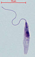 Image of Leishmaniinae