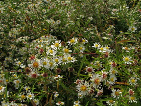 Image of white panicle aster