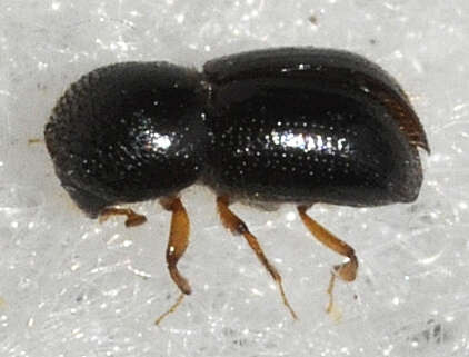 Image of Xyleborus