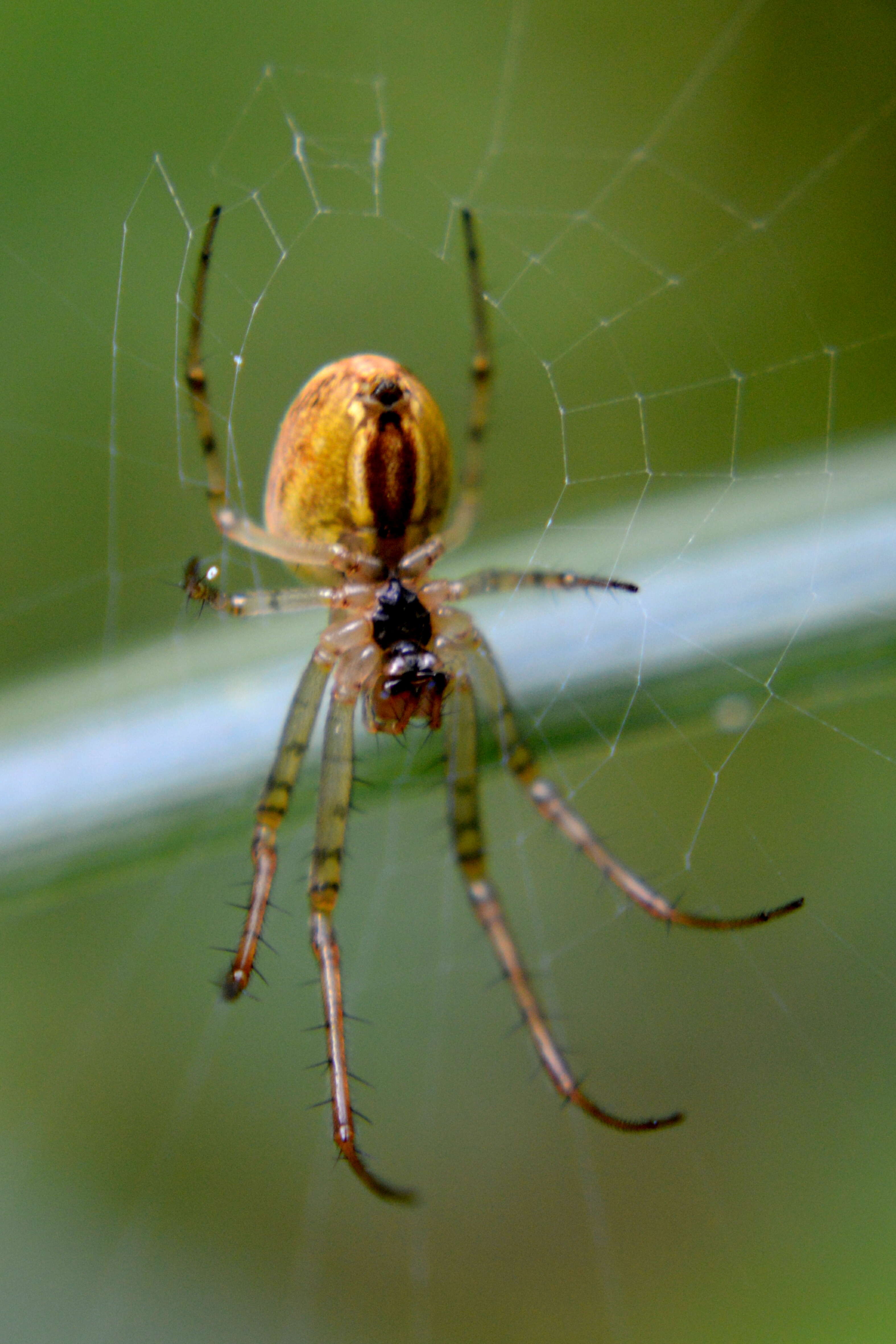 Image of Araneus