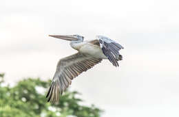 Image of Grey Pelican